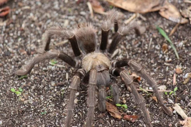 18571 coyote pain relief