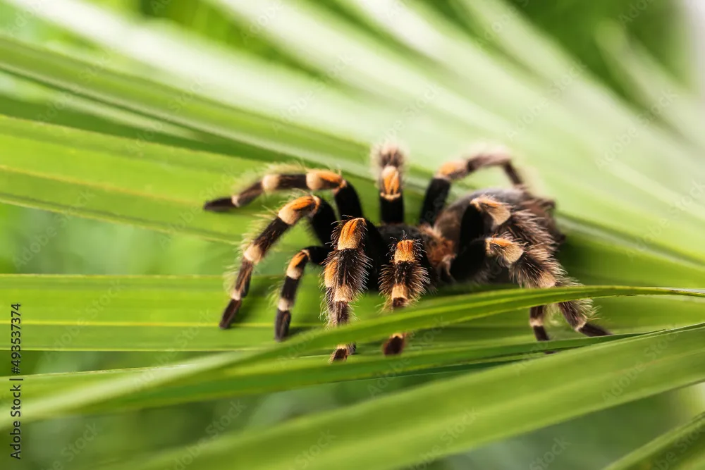 18573 first aid tarantula bite