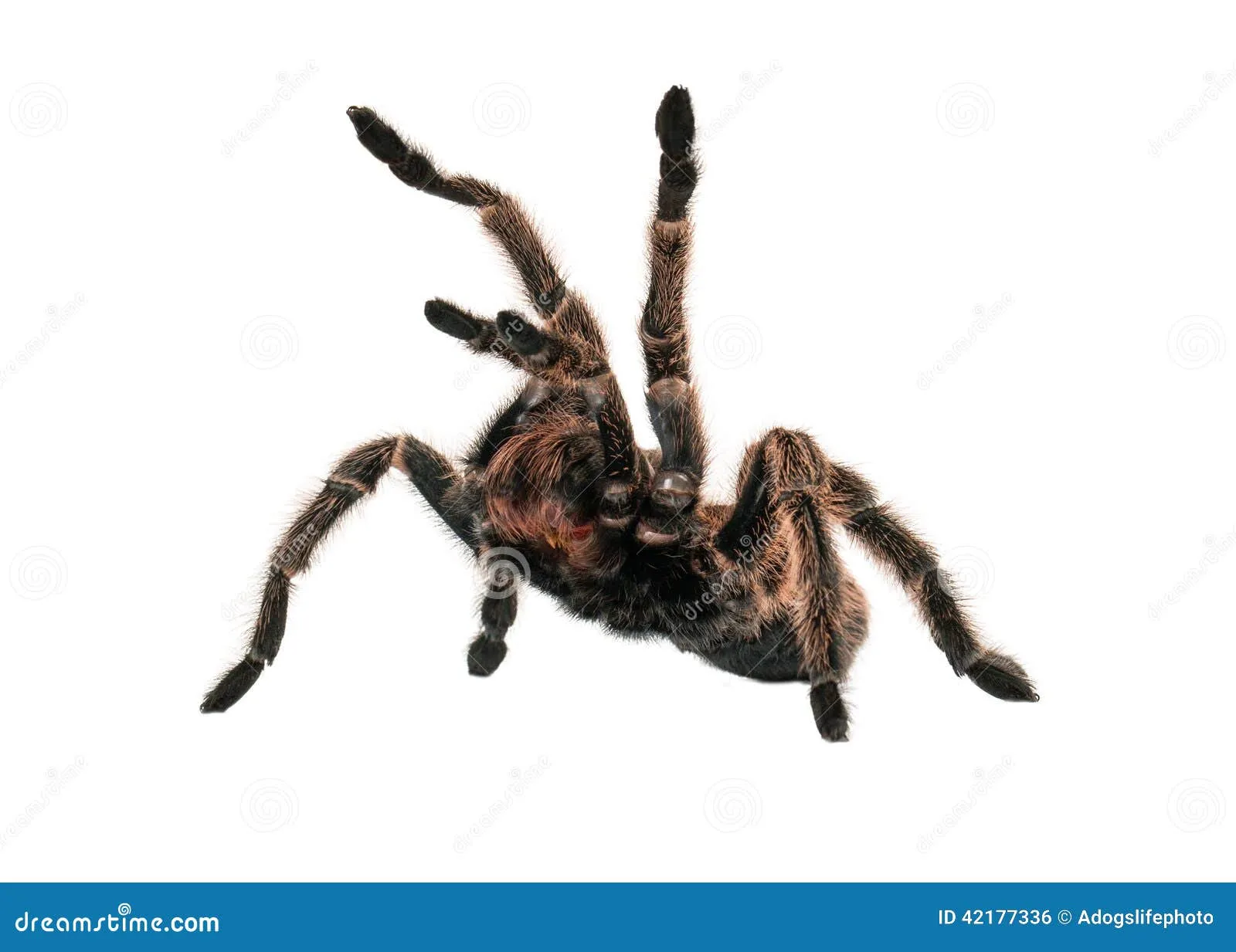 18573 tarantula defensive pose