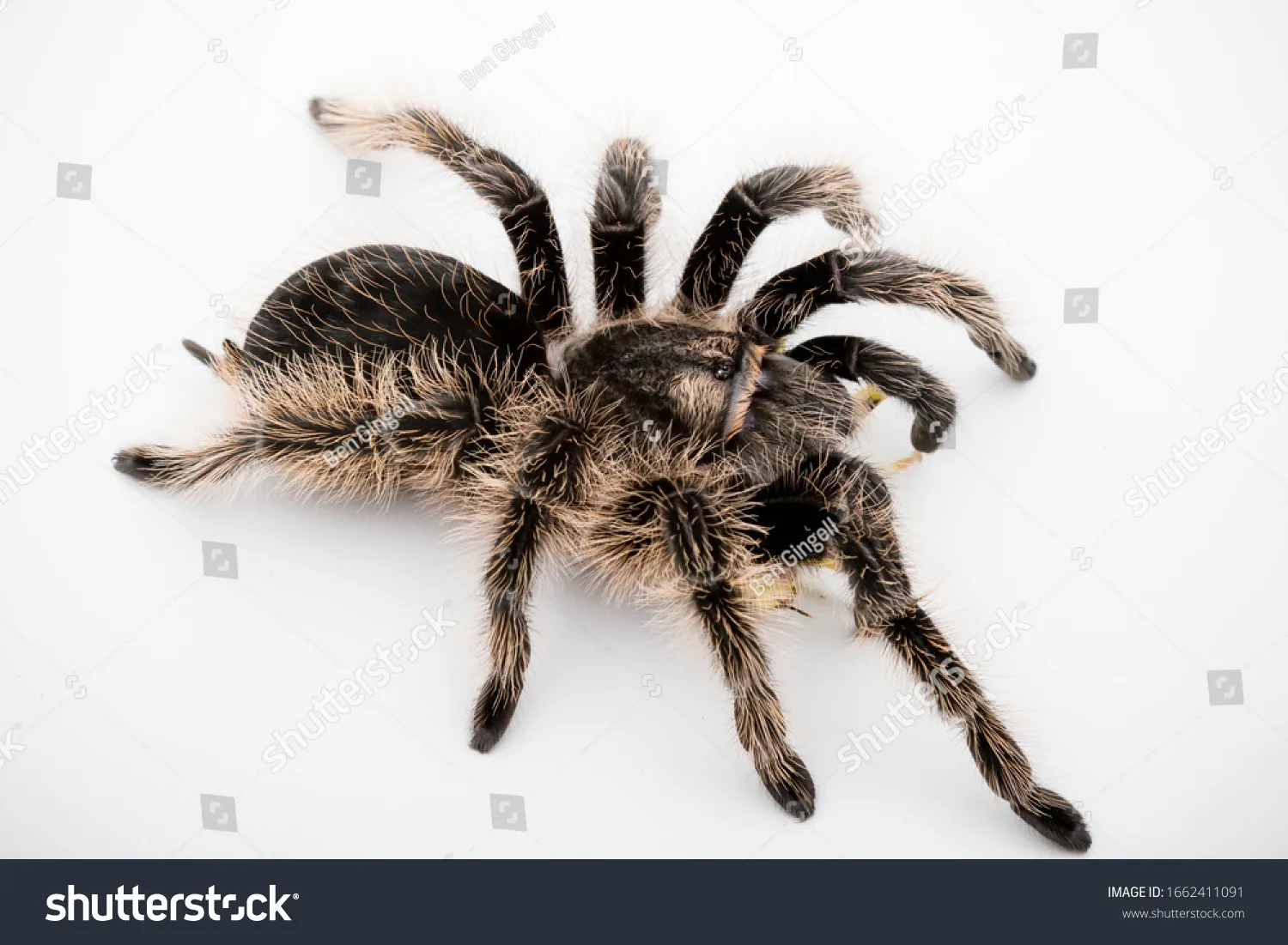 /img/18583-curly-hair-tarantula-enclosure.webp