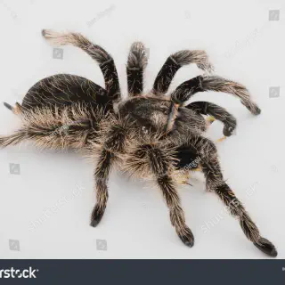 /img/18583-curly-hair-tarantula-enclosure.webp