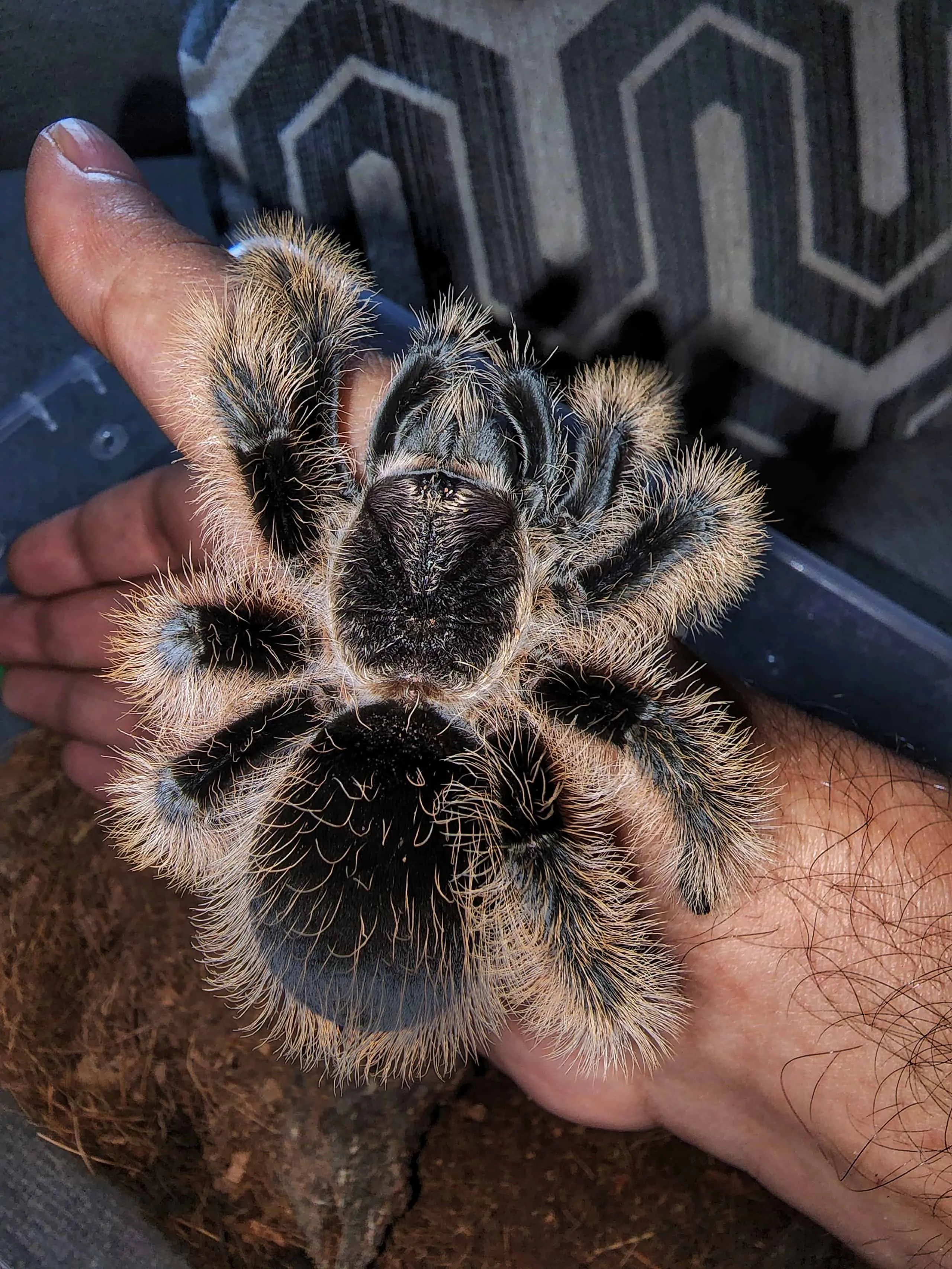 18583 curly hair tarantula handling observation