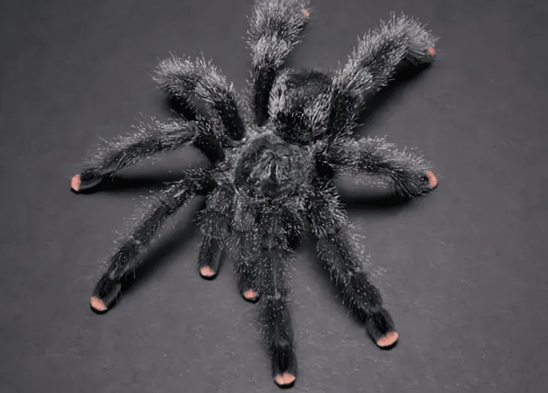 /img/18588-pink-toe-tarantula-species.webp
