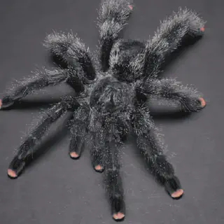 /img/18588-pink-toe-tarantula-species.webp