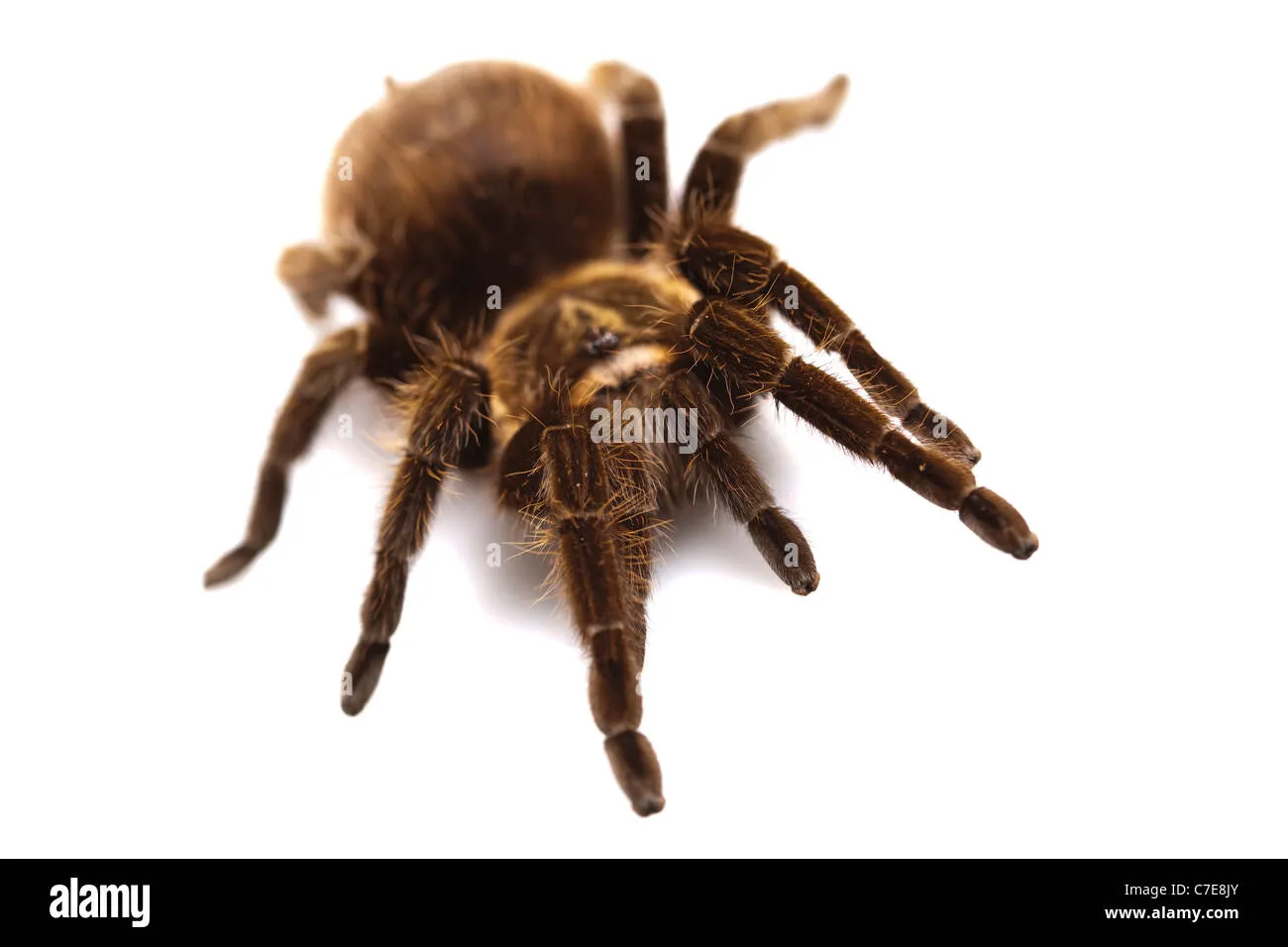 18598 tarantula close up