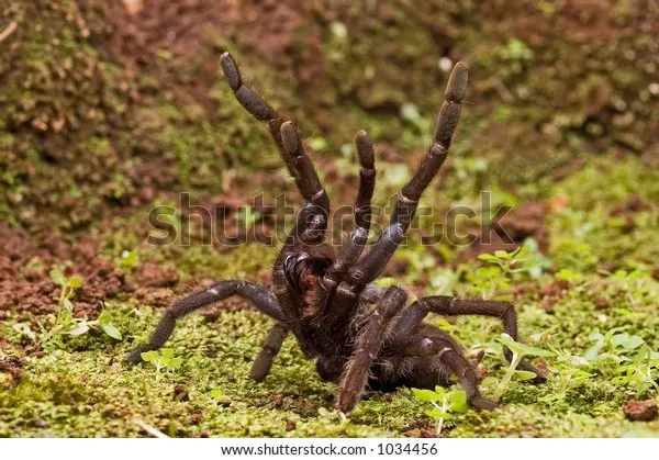 /img/18598-tarantula-handling.webp