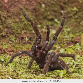 /img/18598-tarantula-handling.webp