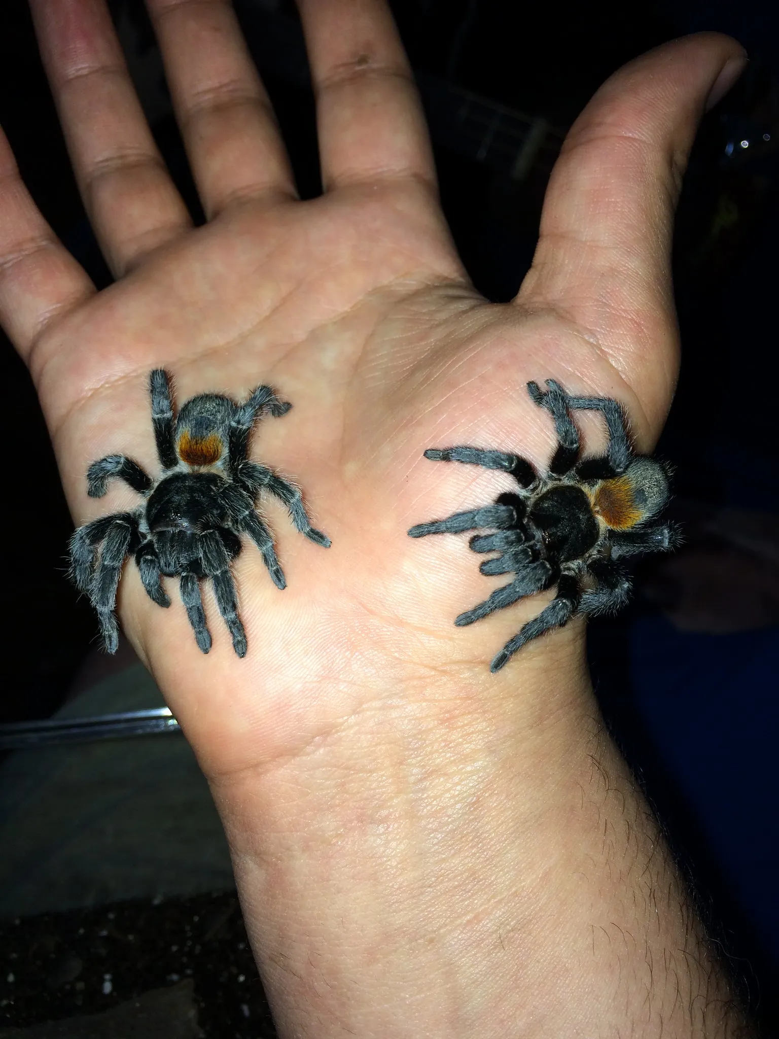 18599 chilean dwarf flame tarantula closeup