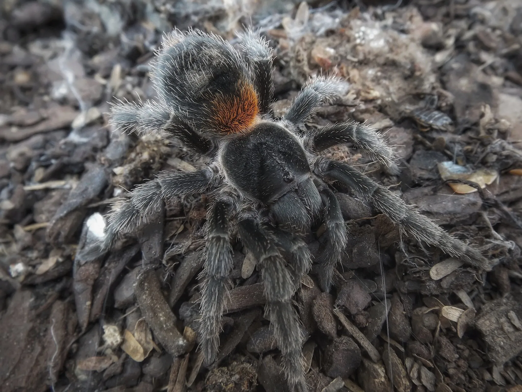 18599 chilean dwarf flame tarantula feeding