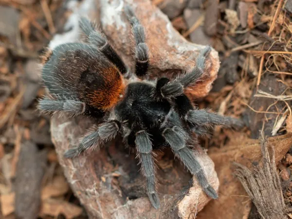 /img/18599-chilean-dwarf-flame-tarantula-mating.webp