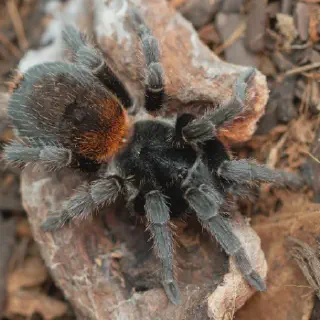 /img/18599-chilean-dwarf-flame-tarantula-mating.webp