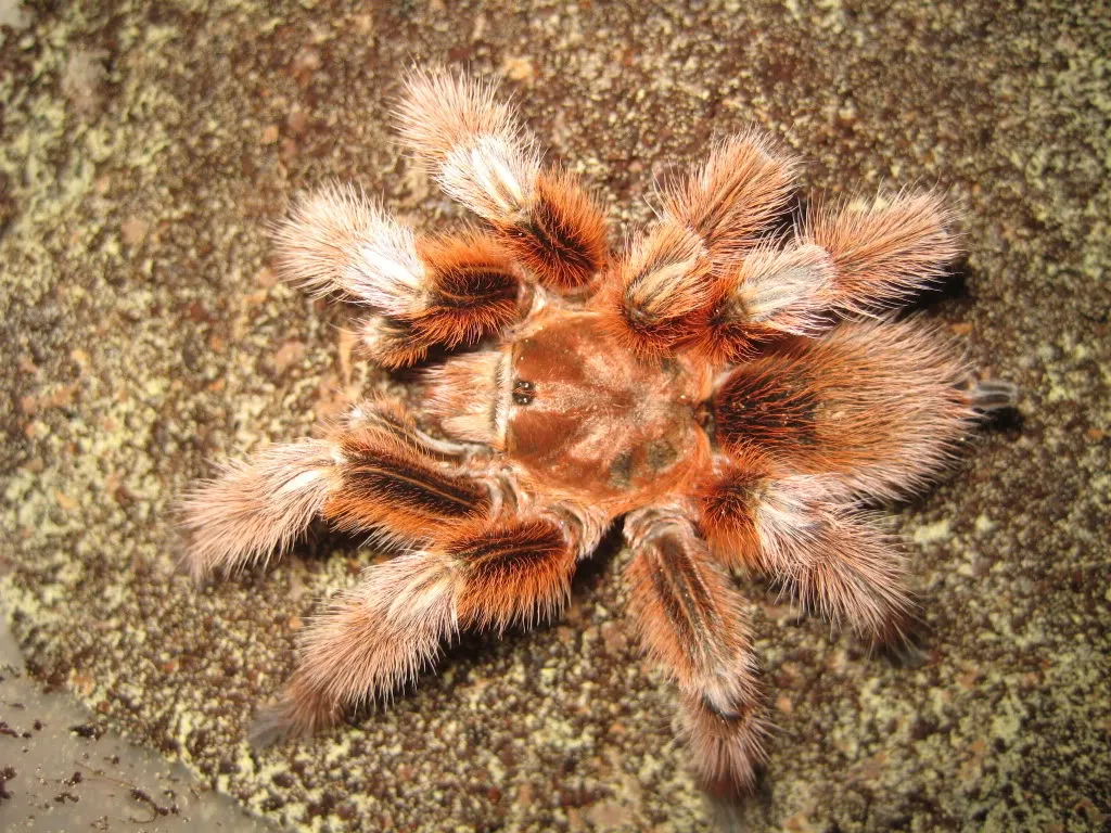 18599 chilean dwarf flame tarantula molting