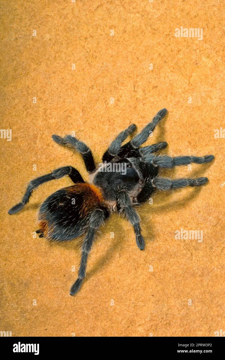 18599 chilean dwarf flame tarantula tank setup