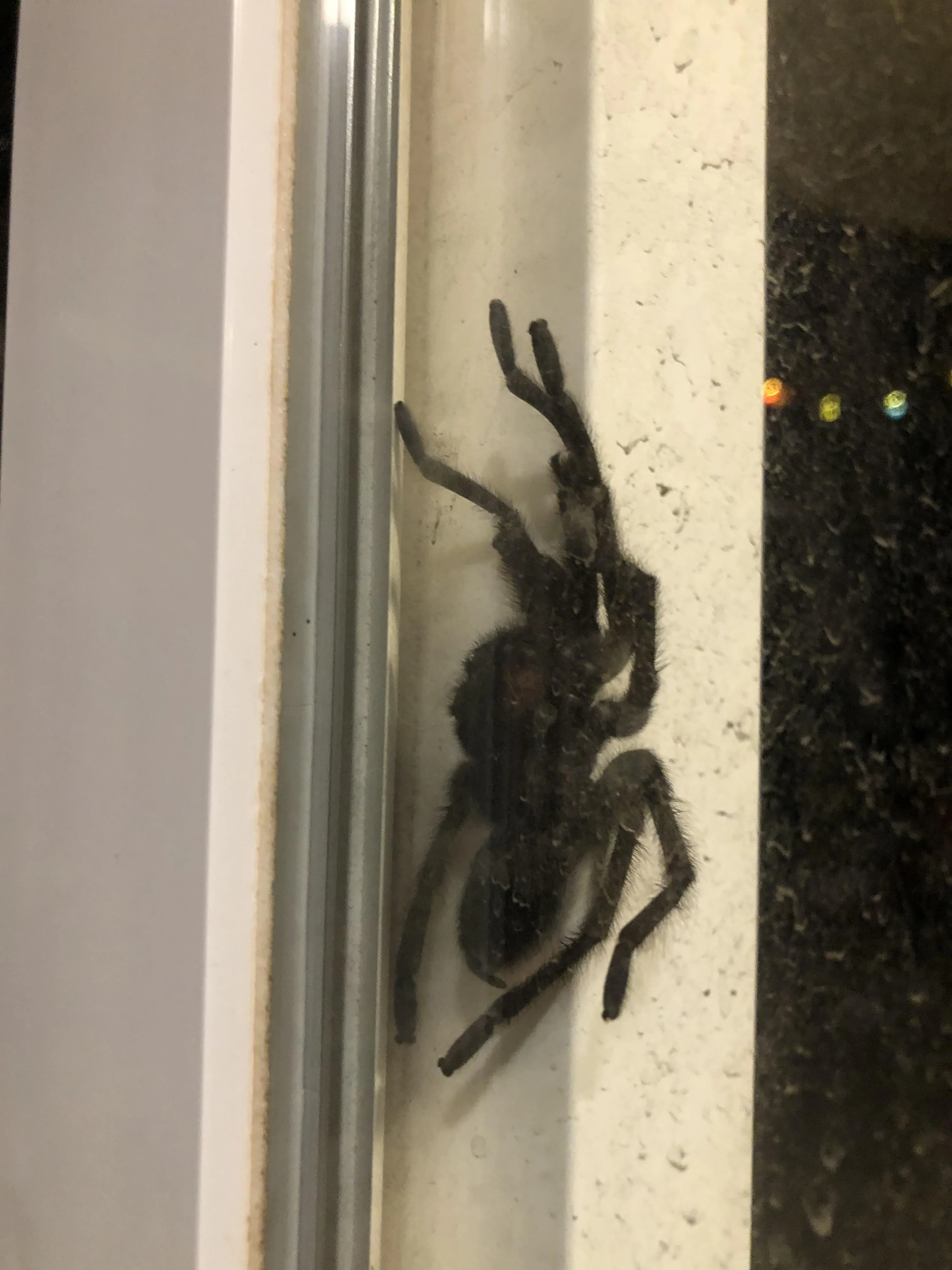 18601 tarantula care
