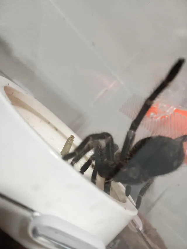 18601 tarantula enclosure