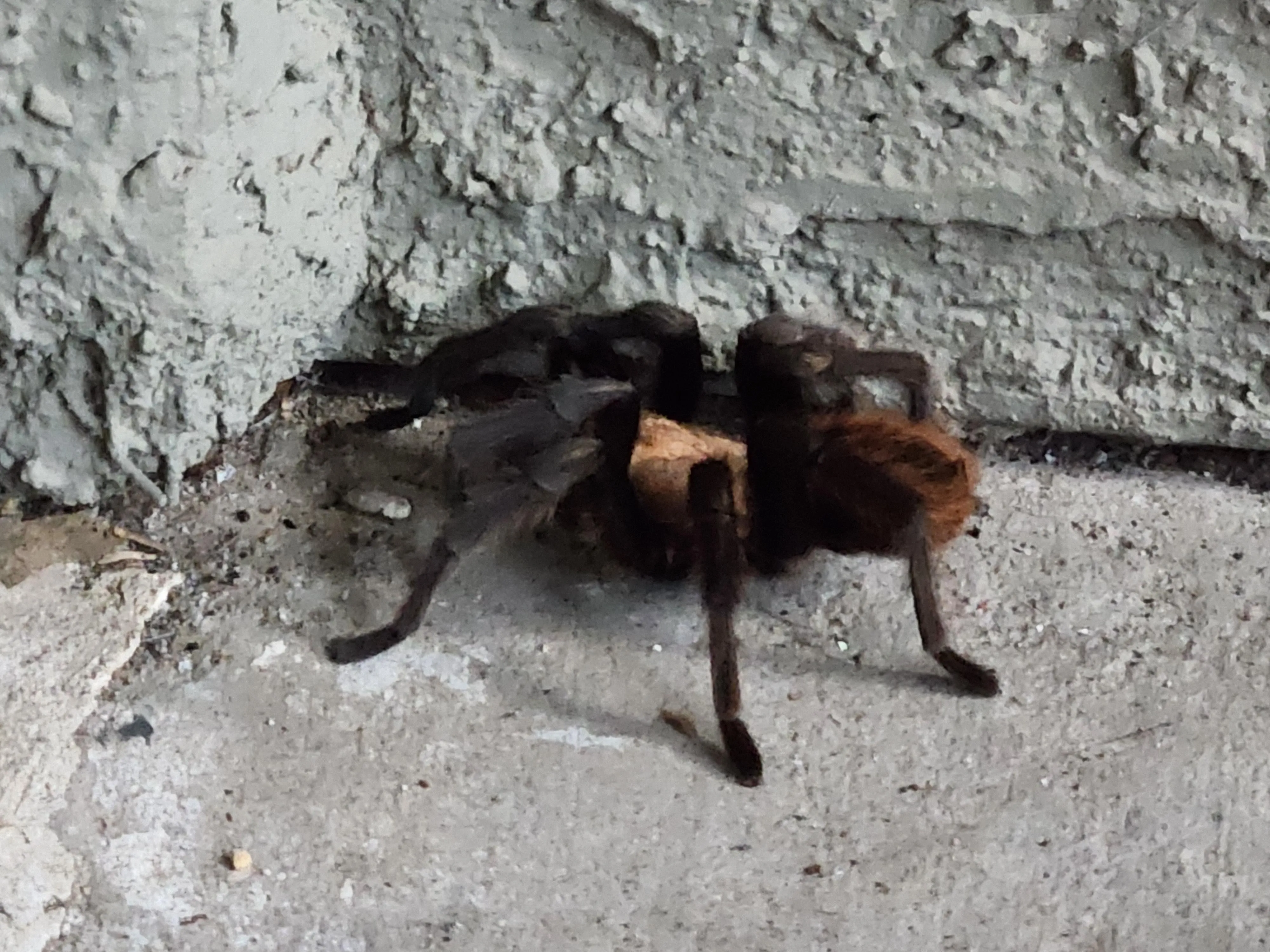 18601 tarantula unboxing guide