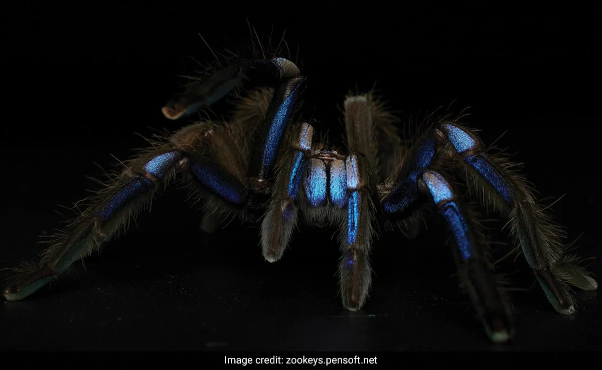 /img/18604-blue-tarantula-cleaning.webp