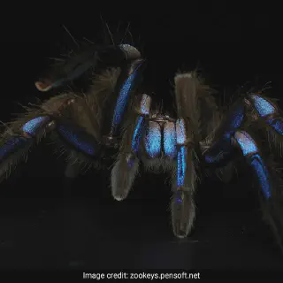 /img/18604-blue-tarantula-cleaning.webp