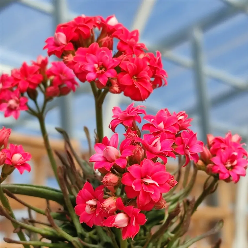 18606 tarantula kalanchoe light