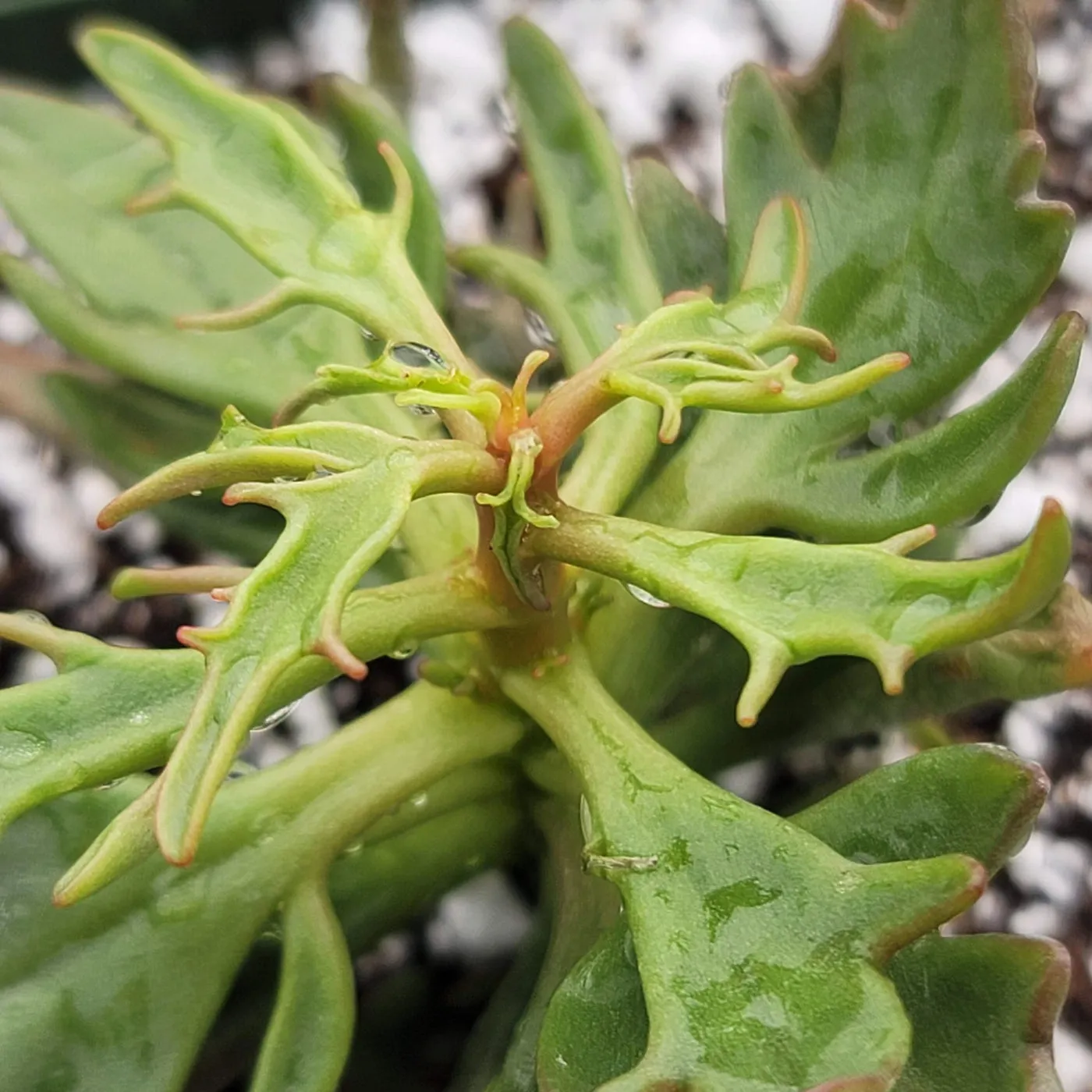 18606 tarantula kalanchoe pests