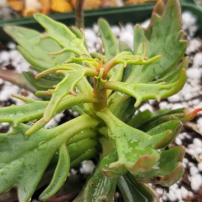 18606 tarantula kalanchoe potting