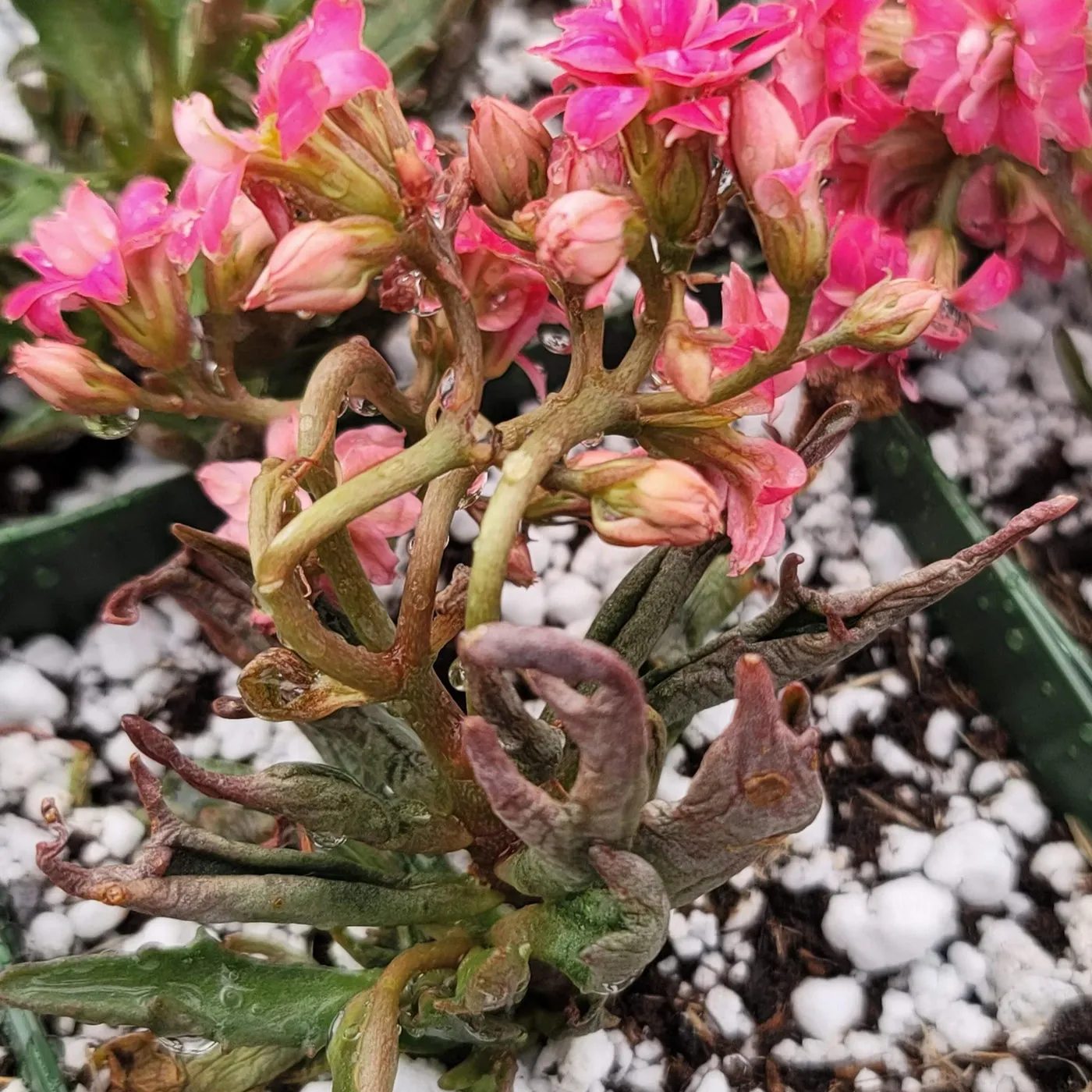 18606 tarantula kalanchoe propagation