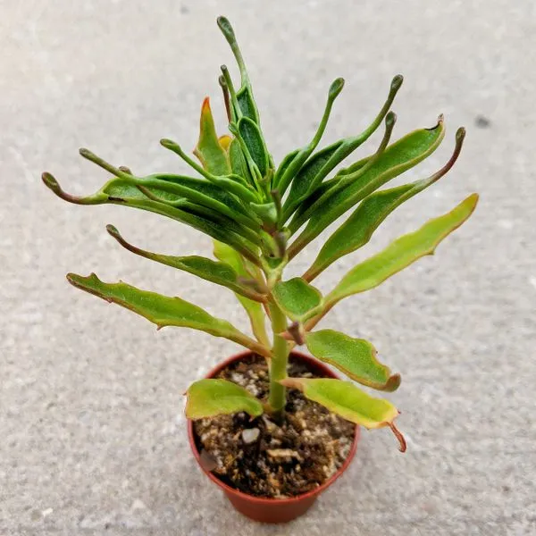 18606 tarantula kalanchoe watering