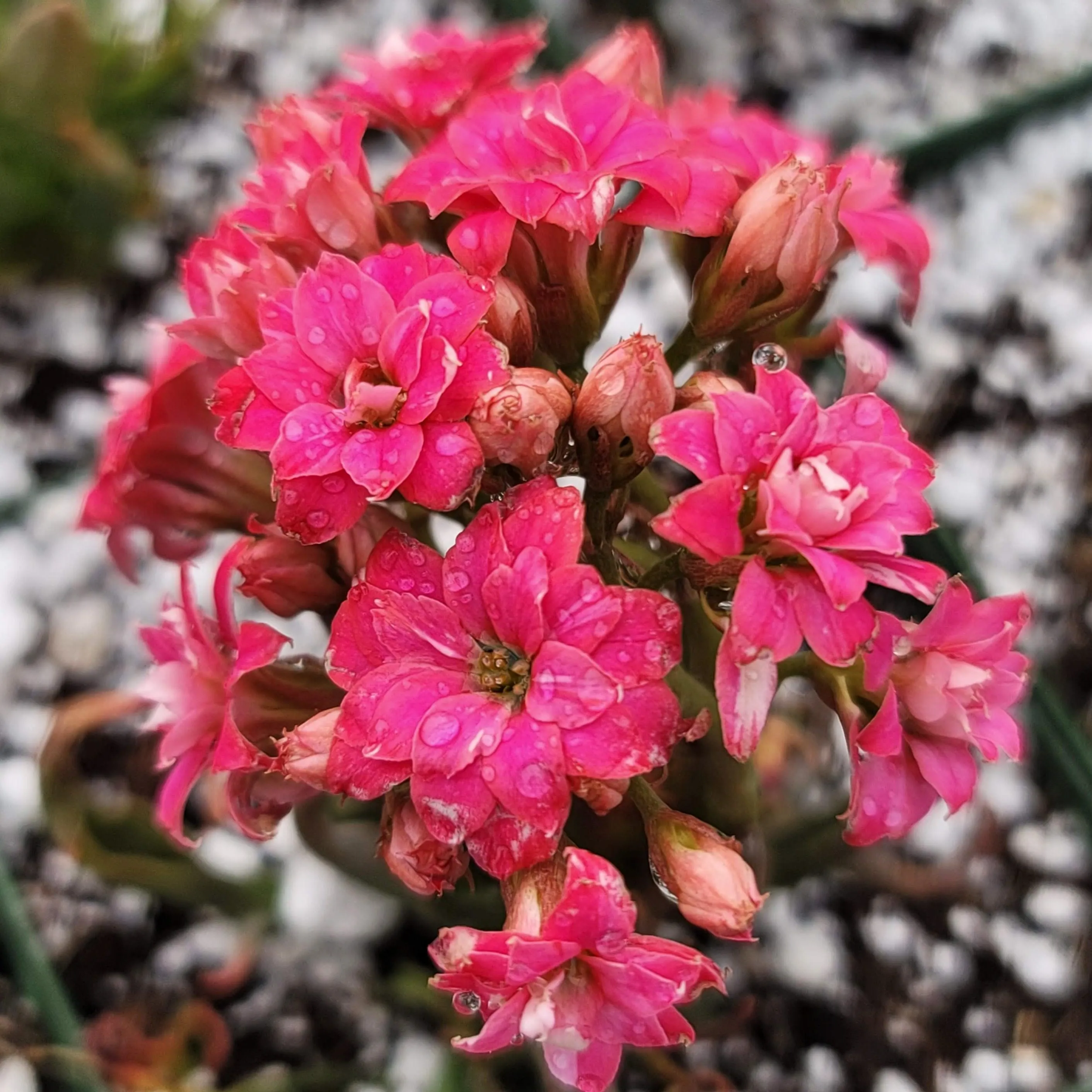 18606 tarantula kalanchoe yellow leaves