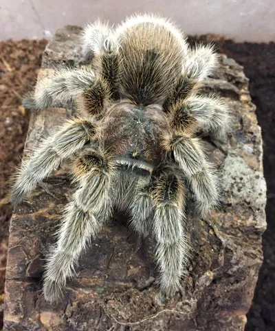 18611 rose hair tarantula choosing