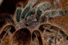 18611 tarantula feeding