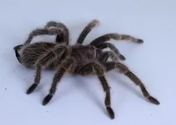 18611 tarantula handling