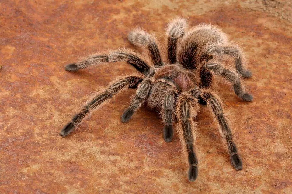 /img/18611-tarantula-health.webp