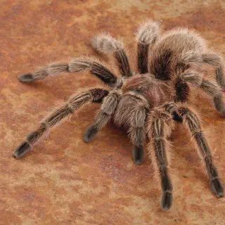 /img/18611-tarantula-health.webp