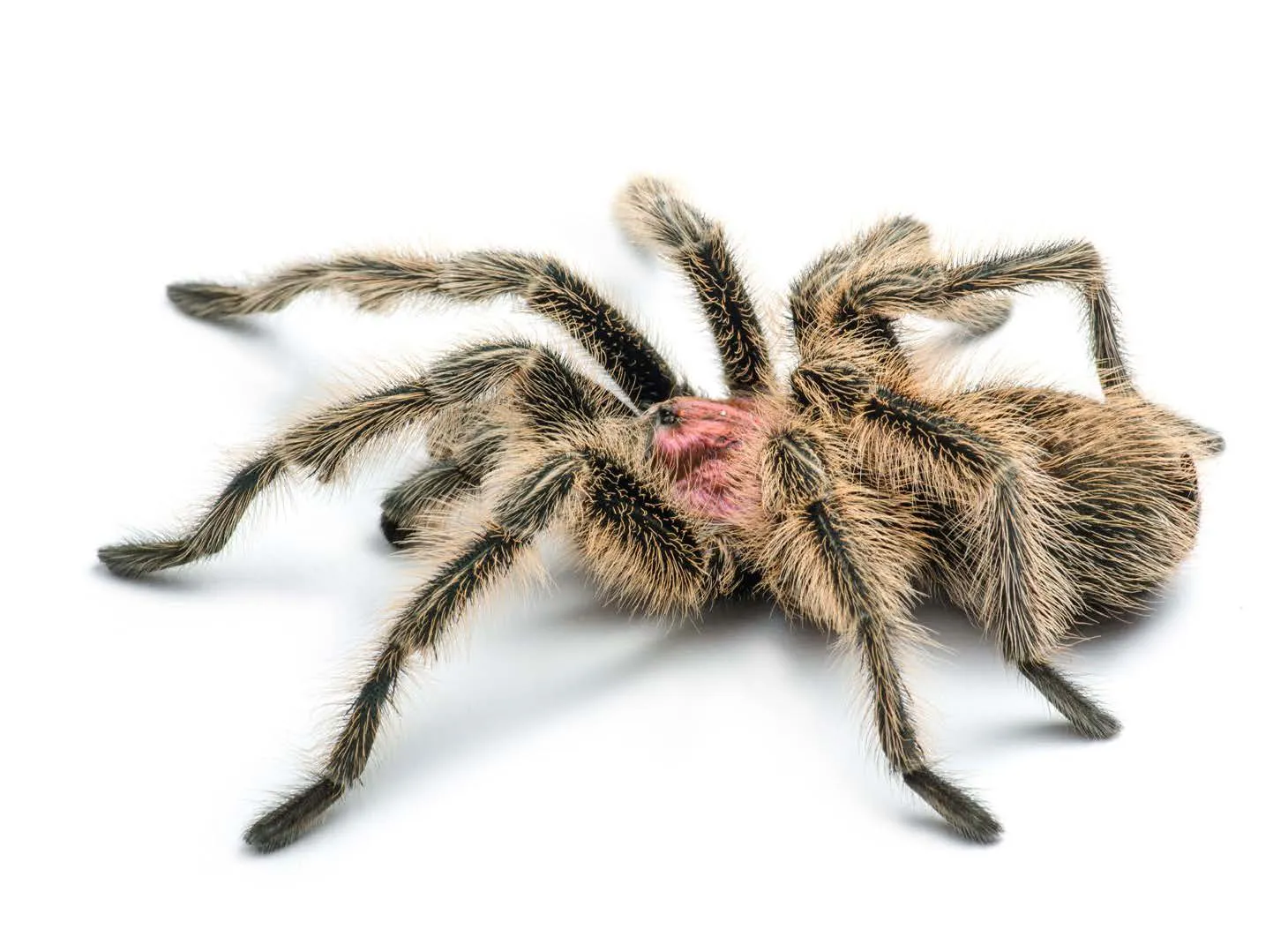 18611 tarantula molting