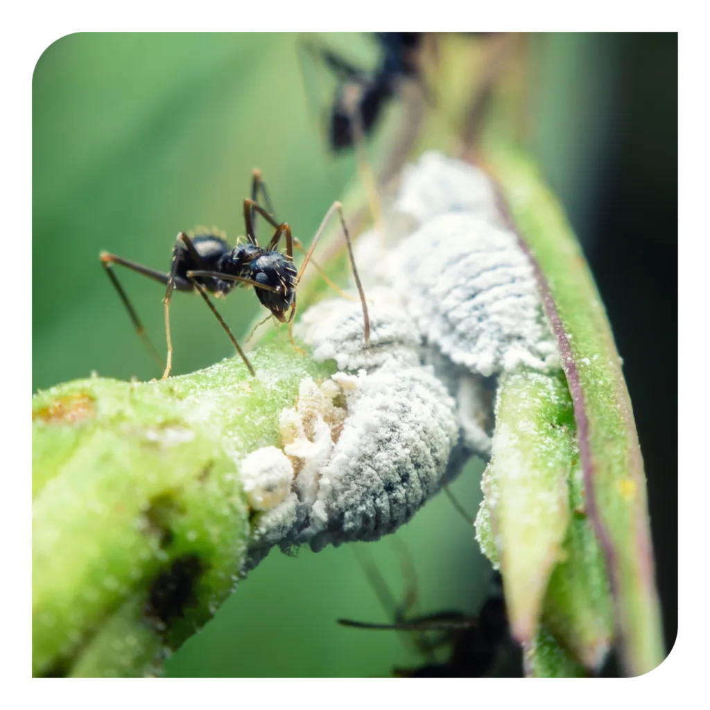 18612 ecosystem impact