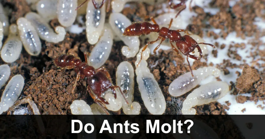 18612 tarantula web trap