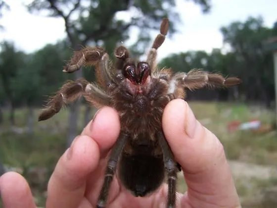 18613 female texas brown tarantula