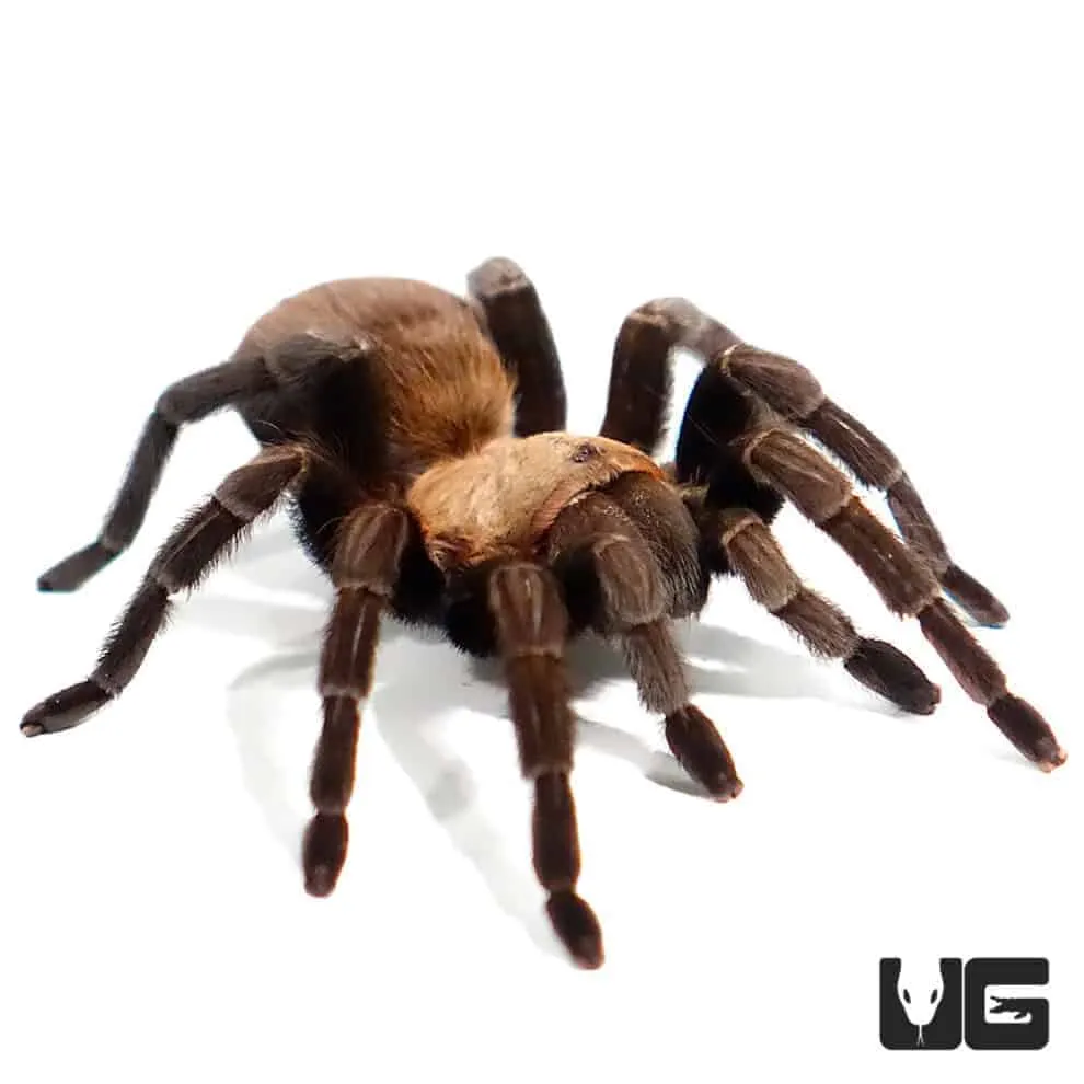 /img/18613-tarantula-care.webp