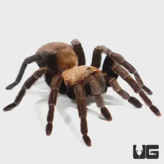 /img/18613-tarantula-care.webp