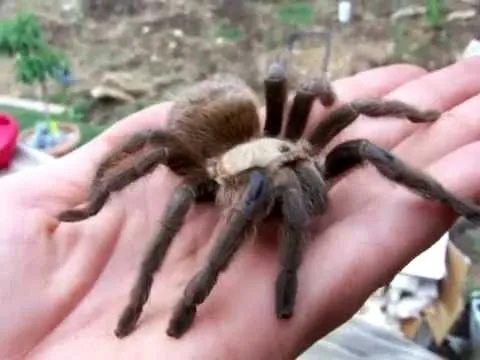 18613 tarantula spermatheca