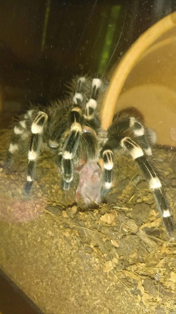 18614 healthy tarantula