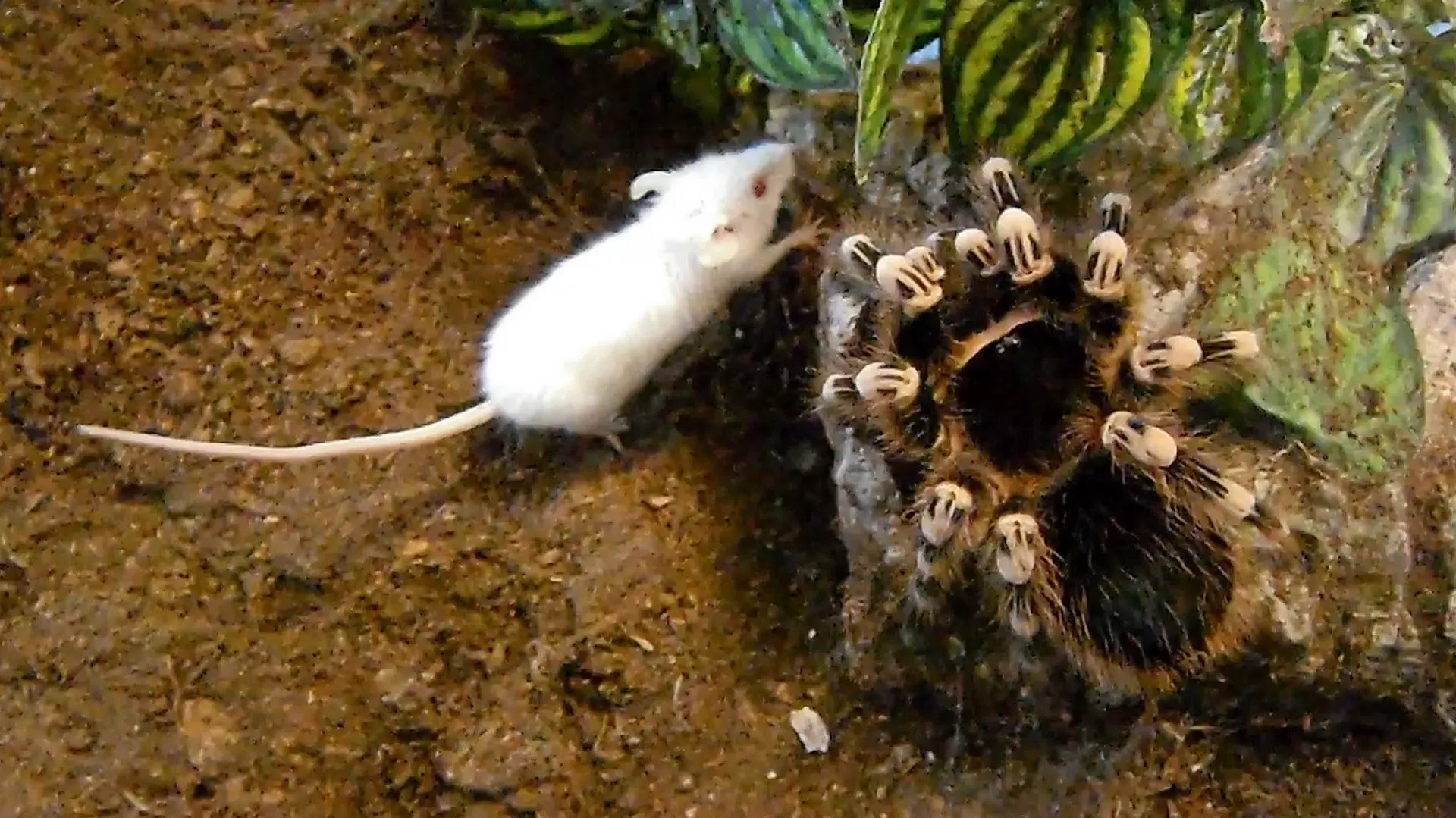 18614 mouse size tarantula