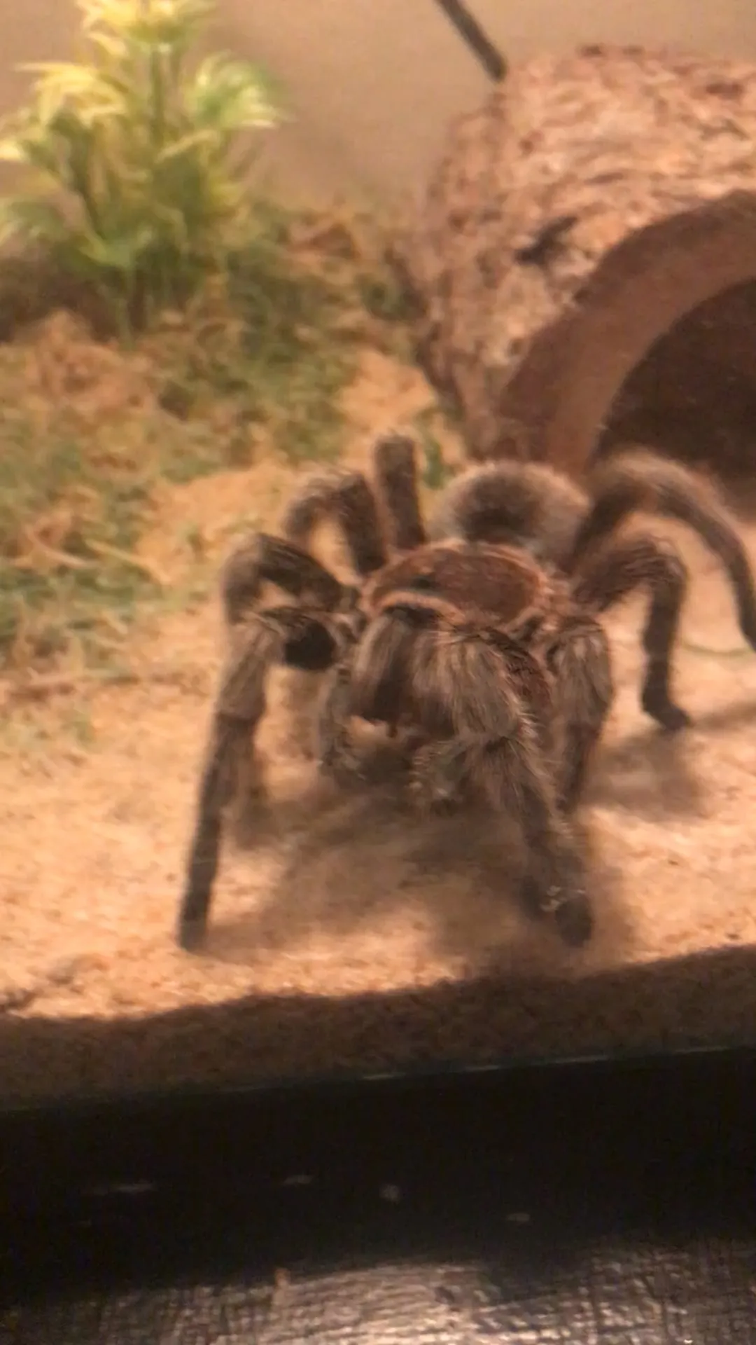 18614 tarantula feeding schedule