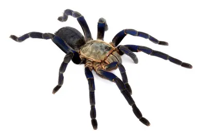 18615 cobalt tarantula handling