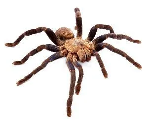 18615 cobalt tarantula health