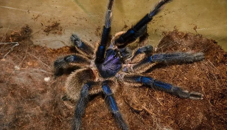 18615 cobalt tarantula molting