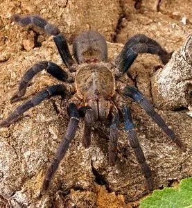 18615 cobalt tarantula substrate