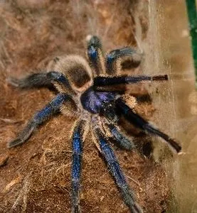 /img/18615-cobalt-tarantula-water.webp