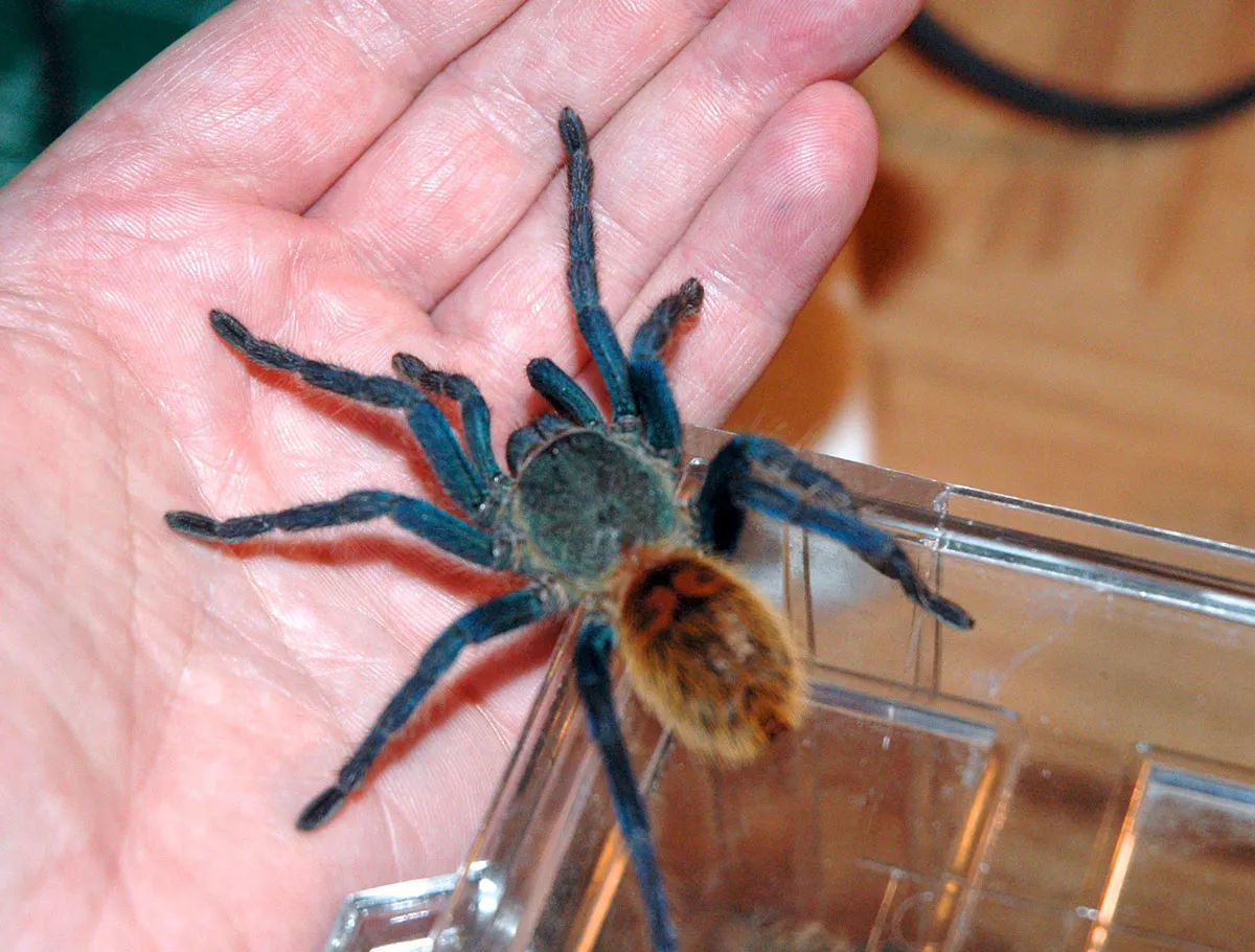 18616 light blue tarantula feeding