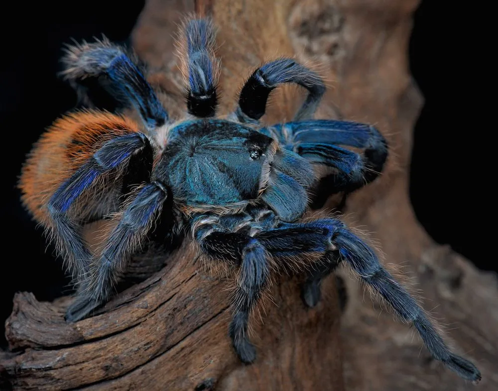 18616 light blue tarantula health